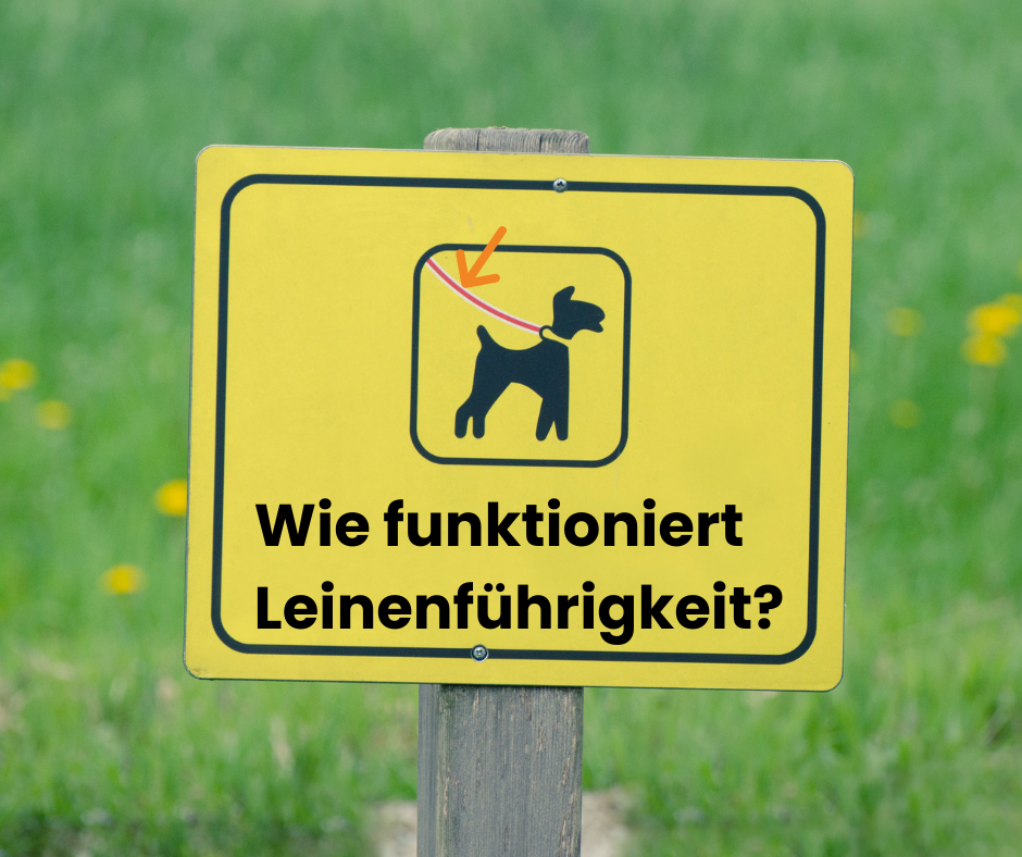 Wie funktioniert Leinenführigkeit?