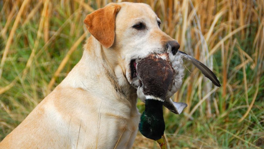 Jagdinstinkt